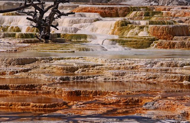 051 yellowstone, mammoth hot springs, upper terraces.JPG